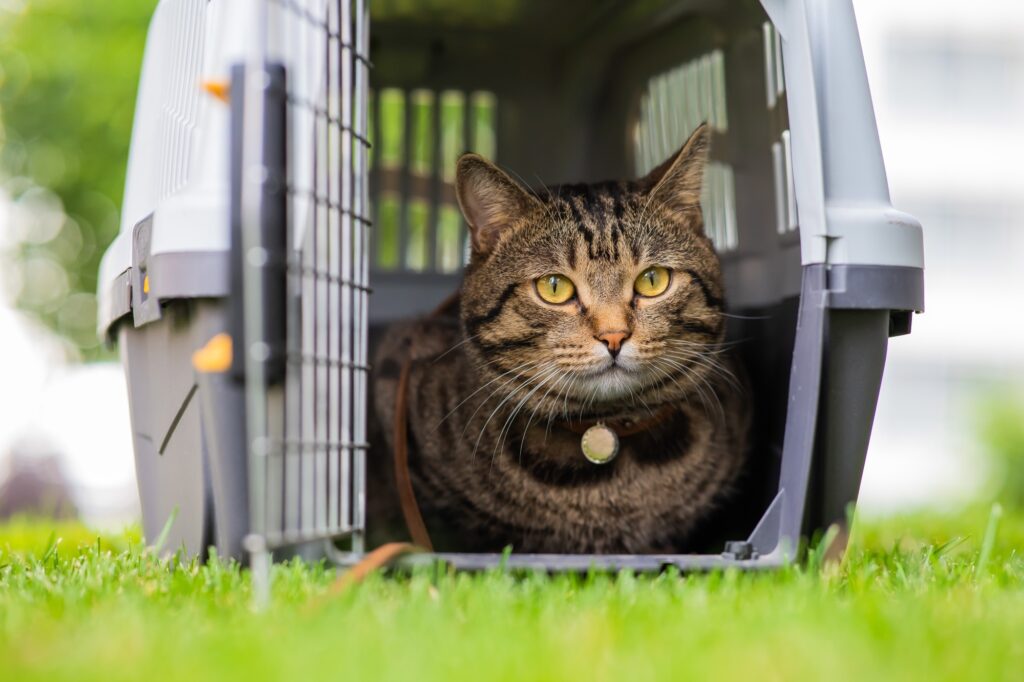 A grey tabby cat inside its opened carrier on the lawn on a moving day